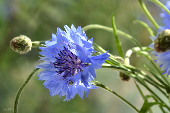 Картинка цветы васильки голубой
