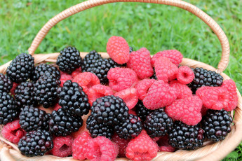 Картинка еда фрукты +ягоды малина ежевика