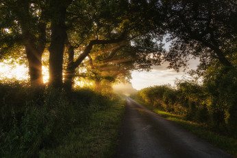 Картинка природа дороги дорога лучи солнце свет деревья лето кусты трава