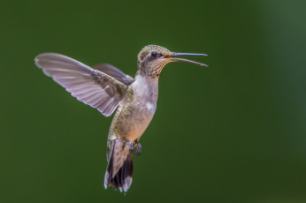 Картинка животные колибри полет