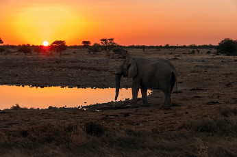 Картинка животные слоны слон саванна
