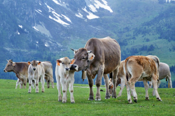 Картинка животные коровы +буйволы телята стадо