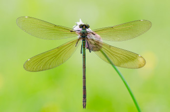 Картинка животные стрекозы цветок бутон стрекоза фон зелёный крылья прозрачные