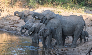 Картинка животные слоны водопой слокы