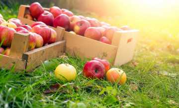 Картинка еда Яблоки плоды ящики урожай