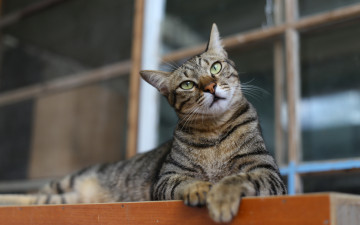Картинка животные коты кошка кот серый полосатый поза позирование взгляд