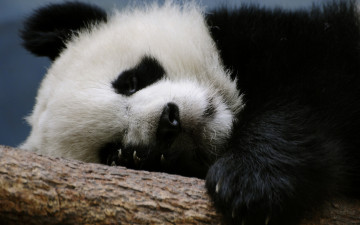 Картинка животные панды панда голова отдых бревно сон когти