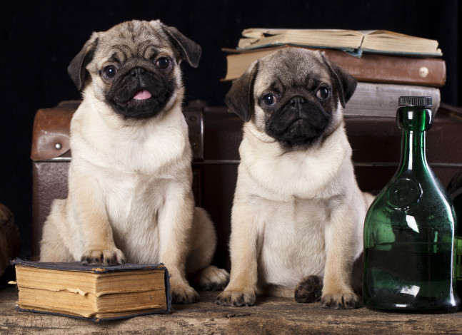 Обои картинки фото животные, собаки, мопсы, книги, бутылки, чемодан