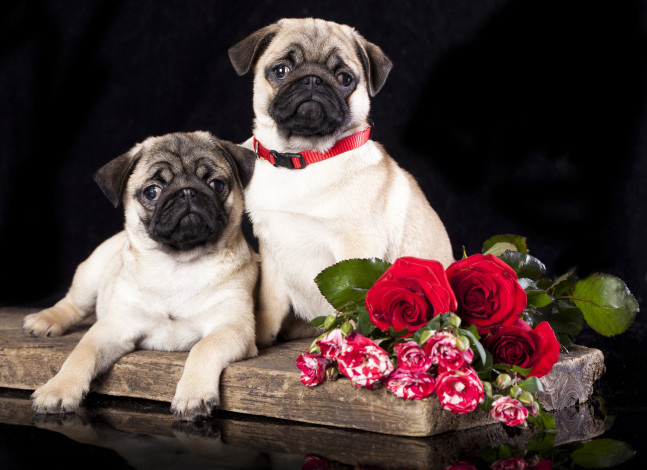 Обои картинки фото животные, собаки, розы, мопсы, цветы