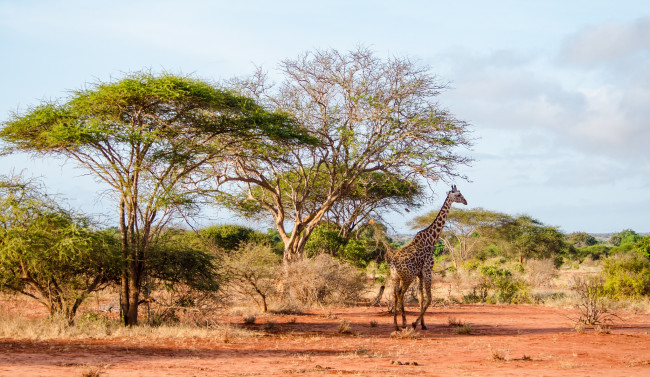 Обои картинки фото животные, жирафы, саванна, жираф