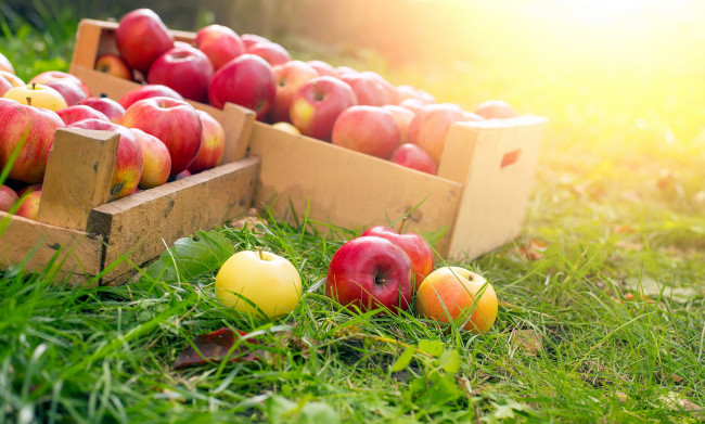 Обои картинки фото еда, Яблоки, плоды, ящики, урожай