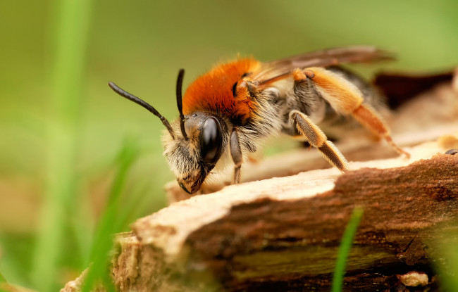 Обои картинки фото животные, пчелы,  осы,  шмели, пчела, макро, дерево, трава