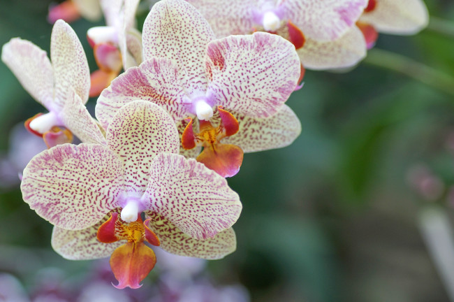 Обои картинки фото цветы, орхидеи, ветка