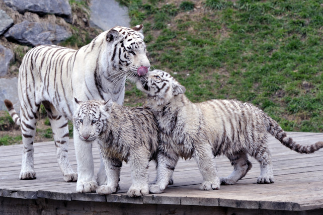 Обои картинки фото животные, тигры, семья