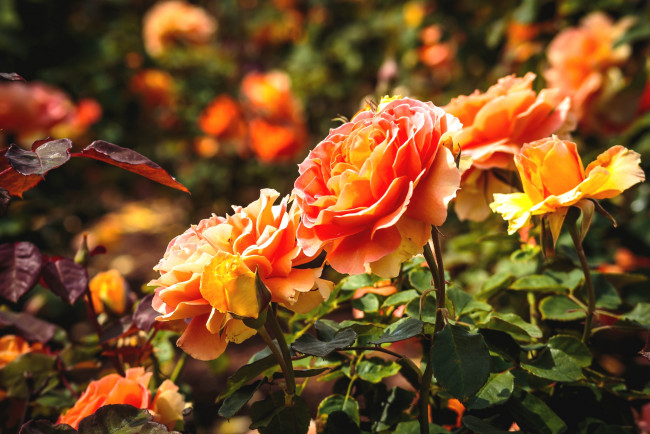 Обои картинки фото цветы, розы, оранж