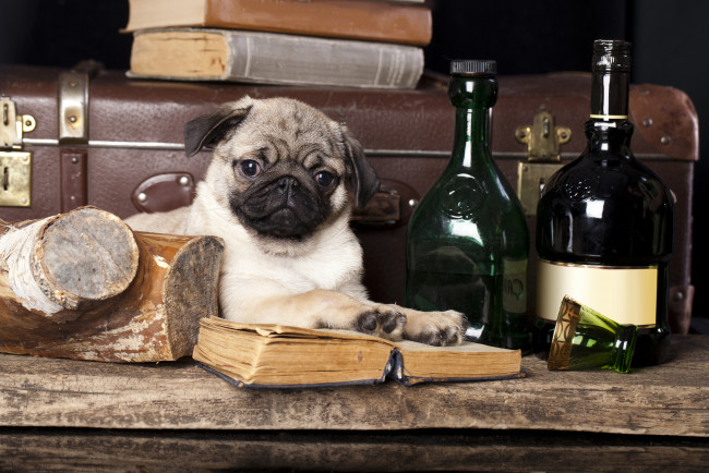 Обои картинки фото животные, собаки, бутылки, мопс, чемодан, собака, книги