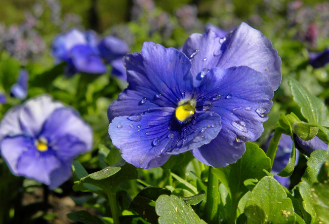 Обои картинки фото цветы, анютины глазки , садовые фиалки, синий
