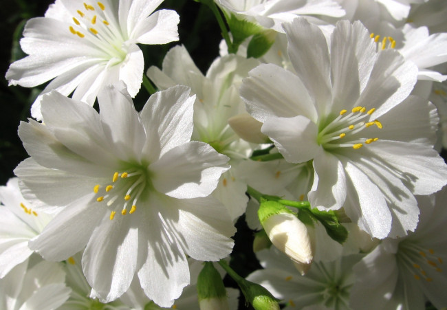 Обои картинки фото цветы, левизия, белый