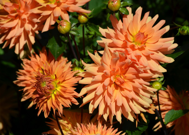 Обои картинки фото цветы, георгины, оранжевые
