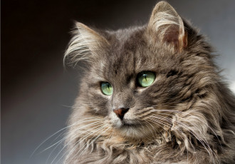 Картинка животные коты взгляд портрет кот