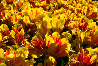 Картинка цветы тюльпаны луг сад краски лепестки