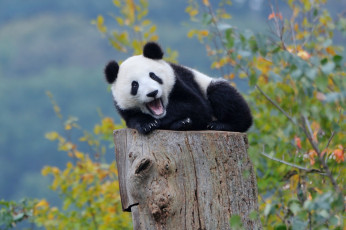 Картинка животные панды осень лес медвежонок панда