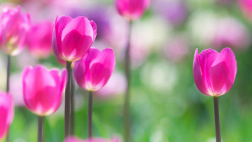 Картинка цветы тюльпаны лепестки стебель луг весна