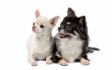 Картинка животные собаки чихуахуа щенки милые дуэт
