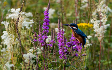 Картинка животные зимородки цветы птица зимородок