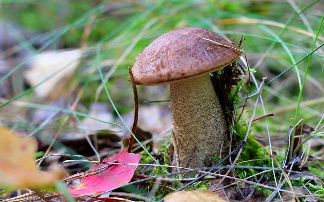 Обои картинки фото природа, грибы, гриб, подосиновик, трава
