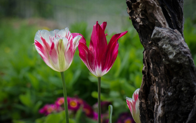 Обои картинки фото цветы, тюльпаны, тюльпан, лепестки, сад, дерево, ствол