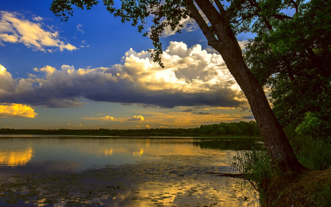 Обои картинки фото природа, реки, озера, закат, отражение, дерево, река, облака, небо, ветки