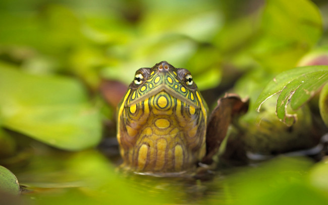 Обои картинки фото животные, Черепахи, природа, вода, листья, глаза, голова, красная, болотная, черепаха
