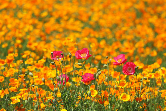 Обои картинки фото цветы, разные вместе, луг, маки, поле, весна