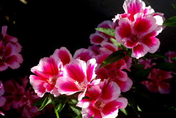 Картинка цветы годеция ветка цветение розово-белые