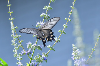 Картинка животные бабочки +мотыльки +моли насекомое усики крылья окрас бабочка