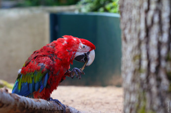 Картинка животные попугаи попугай птица клювик окрас перья