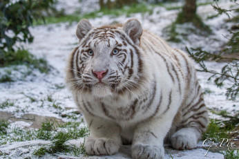 Картинка животные тигры красивый белый тигр опасный природа животное