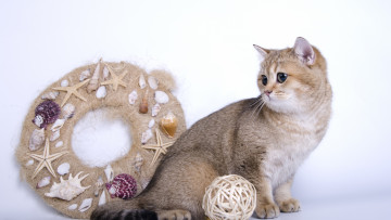 Картинка животные коты клубок анфас