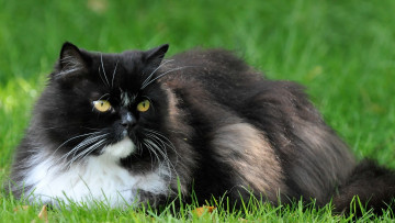 Картинка животные коты отдых трава растения