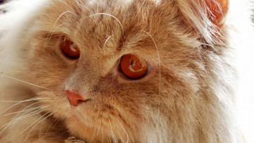 Картинка животные коты рыжий цвет морда