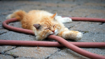 Картинка животные коты рыжий цвет сон шланг асфальт