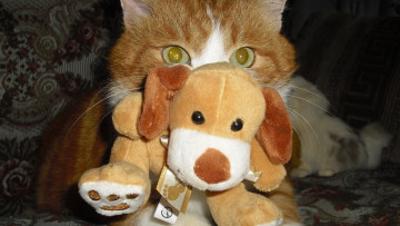 Картинка животные коты собака рыжий цвет игрушка взгляд