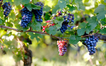 Картинка природа Ягоды +виноград гроздья