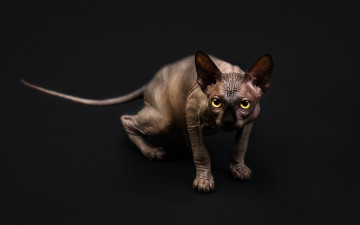 Картинка животные коты взгляд черный фон
