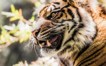 Картинка животные тигры морда анфас растения