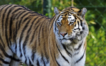 Картинка животные тигры растения взгляд