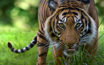 Картинка животные тигры взгляд профиль морда растения трава