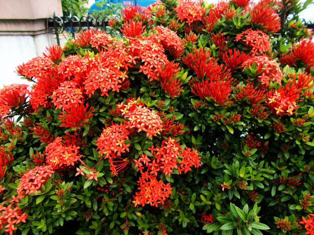 Обои картинки фото иксора ярко-красная, цветы, цветущие деревья ,  кустарники, иксора, ярко-красная