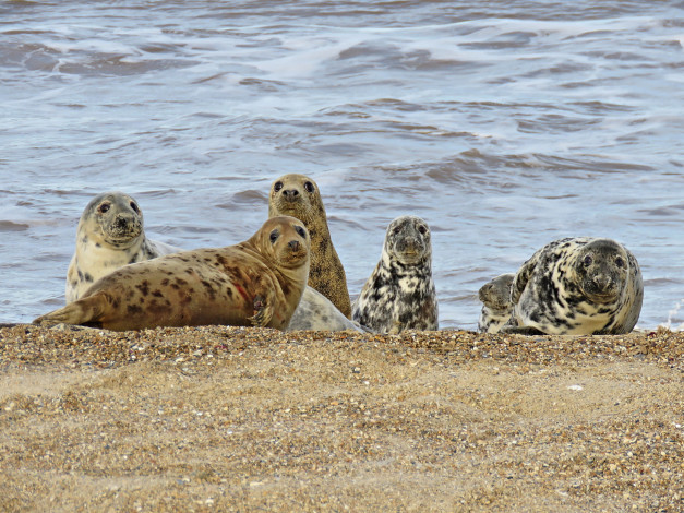 Обои картинки фото животные, тюлени,  морские львы,  морские котики, берег, песок, водоем, много